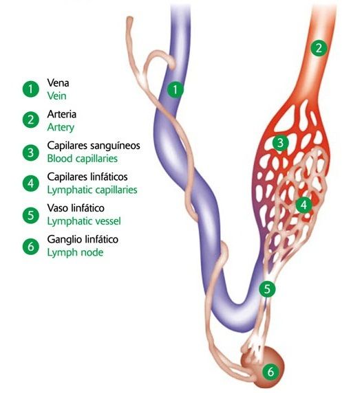 Drenaje linfatico facial