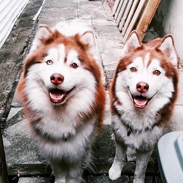 Red Alaskan Husky Red Alaskan Husky