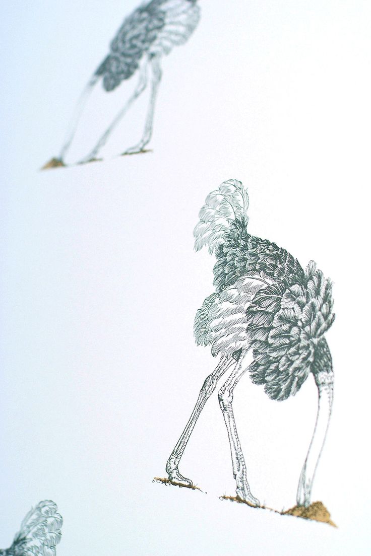 85 Best Ostrich Wallpaper Images On Pinterest Ostriches, Gold Ostrich wallpaper Large Pencil on Bone - 85 Best Ostrich Wallpaper Images On Pinterest Ostriches, Gold