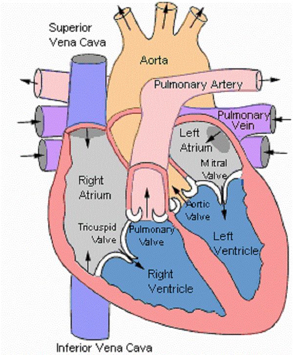 Pin On Healt Information pin-on-healt-information