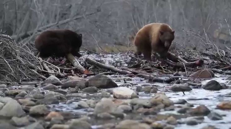 Nevada Department Of Wildlife Bear Logic Month Secure Your Trash 