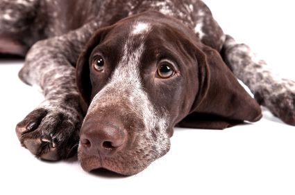 Best Dog Food For Gsp S Best Dog Food For Gsp S