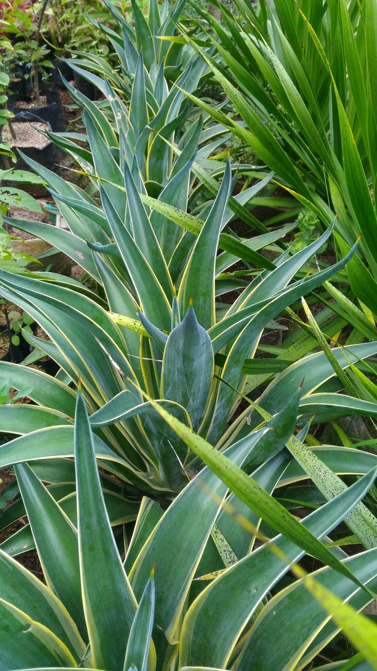 Tanaman Hias Agave Tinggi tanaman 40 cm Akar tanaman Tanaman Hias Agave Tinggi tanaman 40 cm Akar tanaman