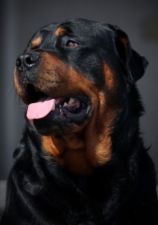 rottweiler puppies for sale sydney 26 best rots images on rottweilers animals and big dogs rottweiler puppies for sale sydney 26 best rots images on rottweilers animals and big dogs