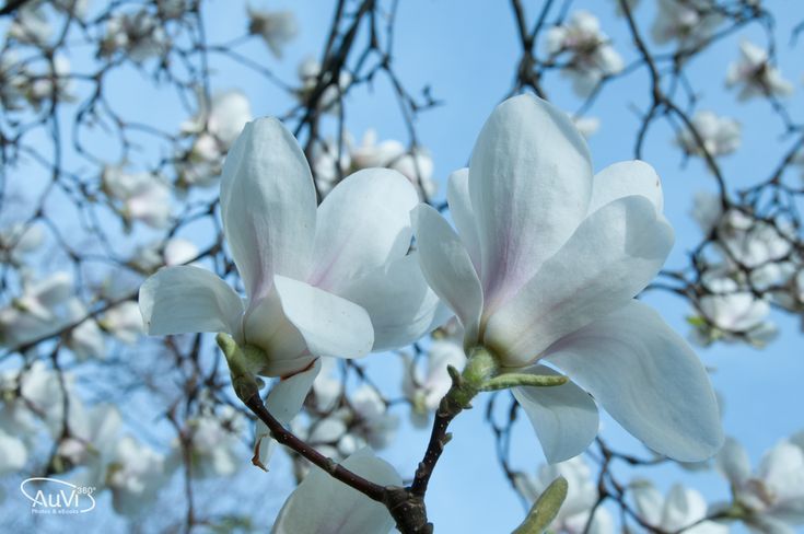 Lente in Wenen! Een van de mooiste parken in Wenen is de Japanse Setagya ...