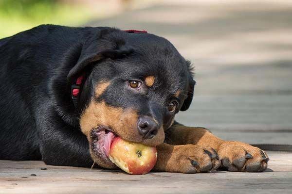 Determine Even More Details On Rottweilers Look Into Our