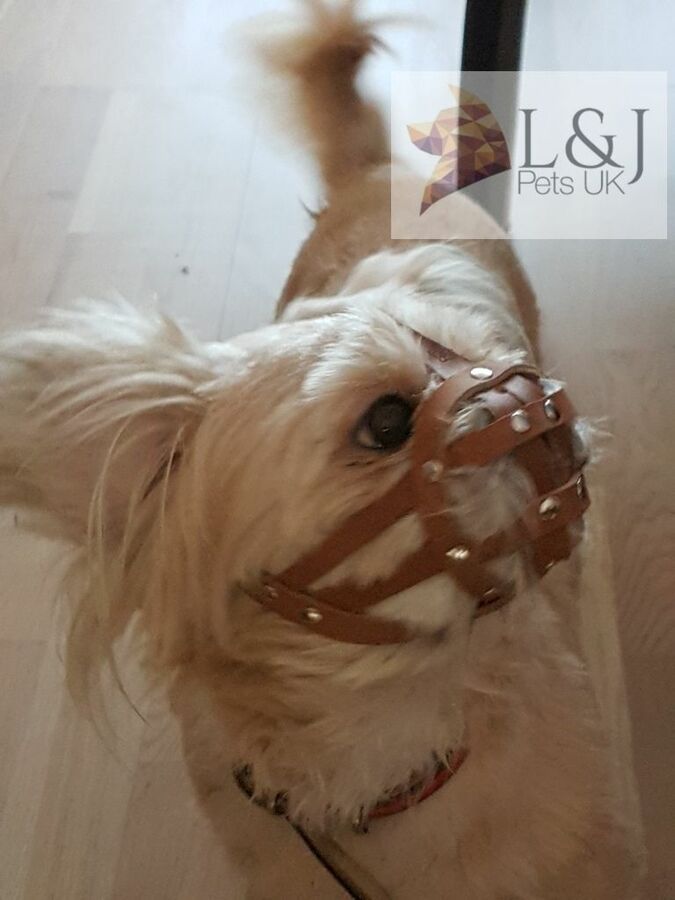 Leather Dog Muzzle For Shih Tzu And Other Flat Face Faced Short