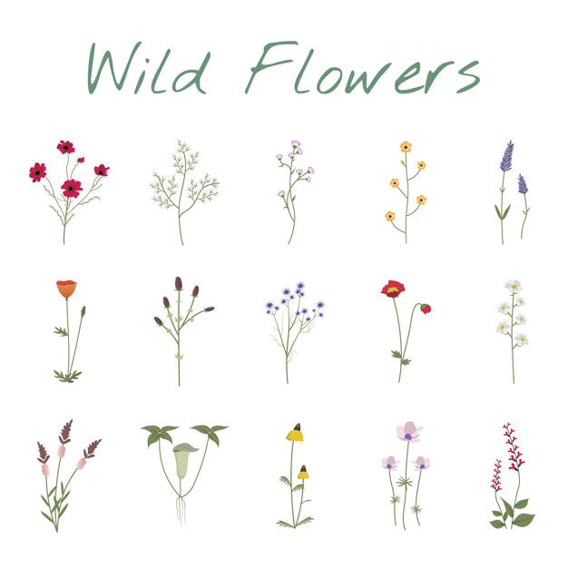 Free Vector | Set collection of wild flowers illustration | Flower ...