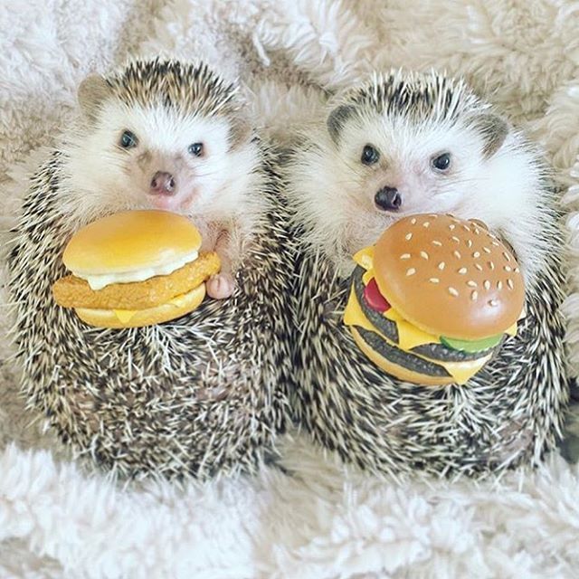 hedgehogs-eating-hamburgers-my-two-favourite-things