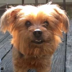 yorkie rescue oklahoma city best 25 terrier rescue ideas on yorkie puppies yorkie and yorkie rescue oklahoma city best 25 terrier rescue ideas on yorkie puppies yorkie and