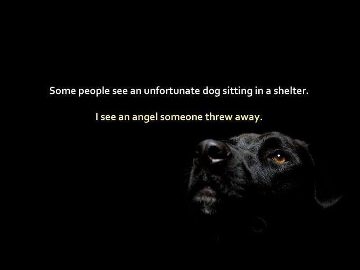 Cortland County Spca Dogs For Adoption Cortland County Spca Dogs For Adoption
