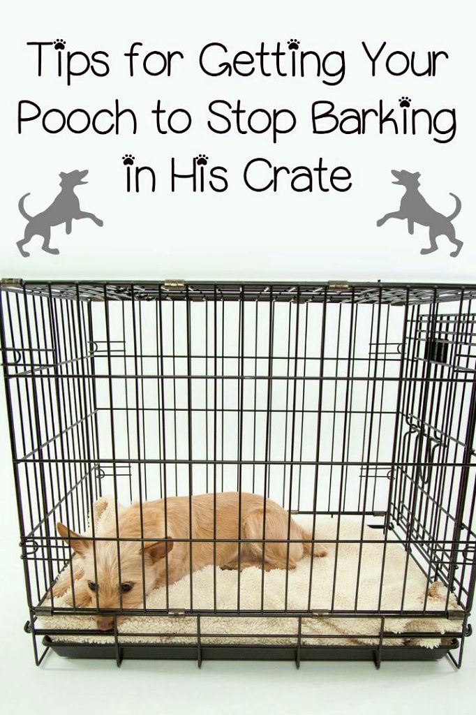How To Get Your Dog To Stop Whinning In His Crate Training Your Dog Dog Training Dog Training Tips