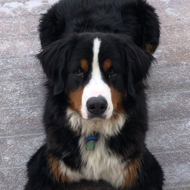 30 best dog names for beautiful bernese mountain dogs pictures dogtime in 2021 dog names burmese mountain dogs bernese mountain dog names