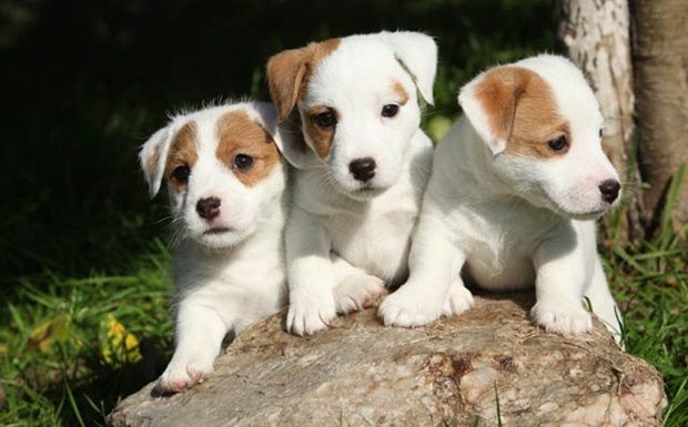 Best Dog Training Aggressive Dogs San Diego Best Dog Training Aggressive Dogs San Diego