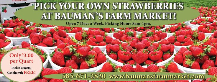 Bauman's Farm Market is one the best places to pick strawberries! Only Bauman's Farm Market is one the best places to pick strawberries! Only
