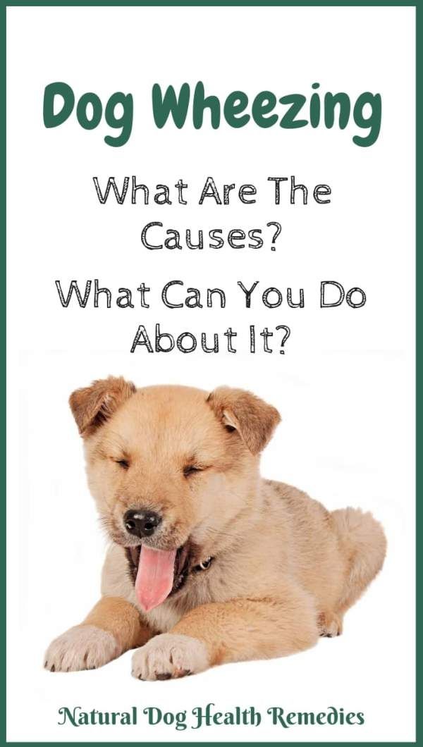 Dog Wheezing Dog Remedies Dog Illnesses Dog Health