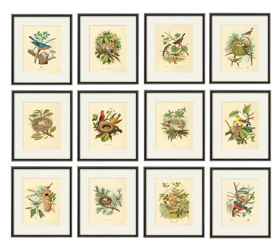 Antique Bird Prints Set Of 12 Art Print Vintage Garden Wall