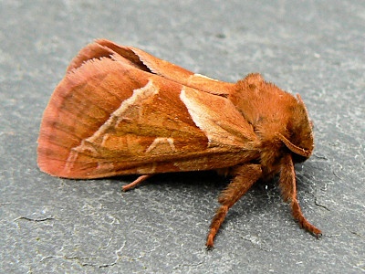 112 Best Moths Images On Pinterest Butterflies Caterpillar And Unique Small Moths In Bathroom Inspiration Design 112 Best Moths Images On Pinterest Butterflies Caterpillar And Classy Small Moths In Bathroom Review