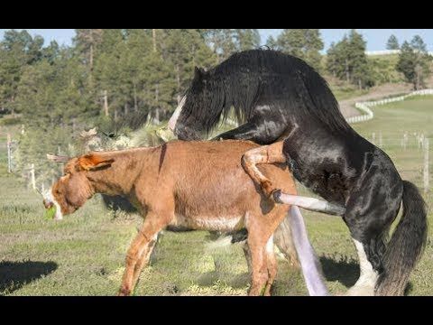 Donkeys Mating Compilation Donkeys Breeding Animals