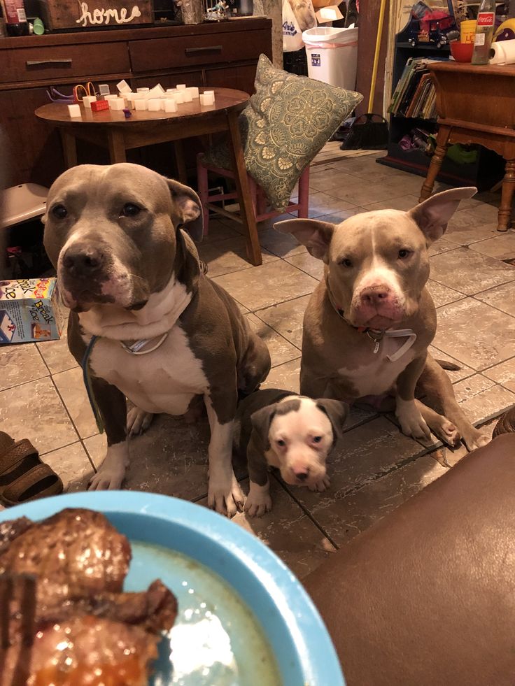 our bully family american bully bully breeds bullying our bully family american bully bully breeds bullying