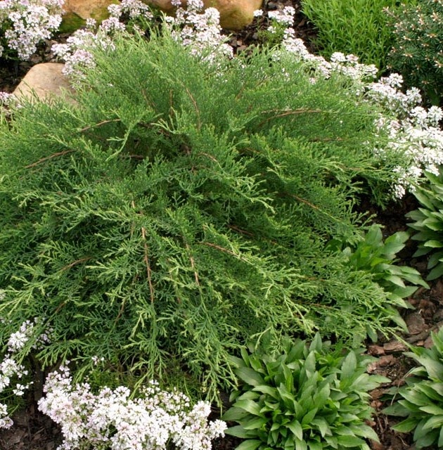 microbiota celtic pride from proven winners low growing conifer with soft feathery - Shade Garden Ideas Zone 9 microbiota celtic pride from proven winners low growing conifer with soft feathery - Shade Garden Ideas Zone 9