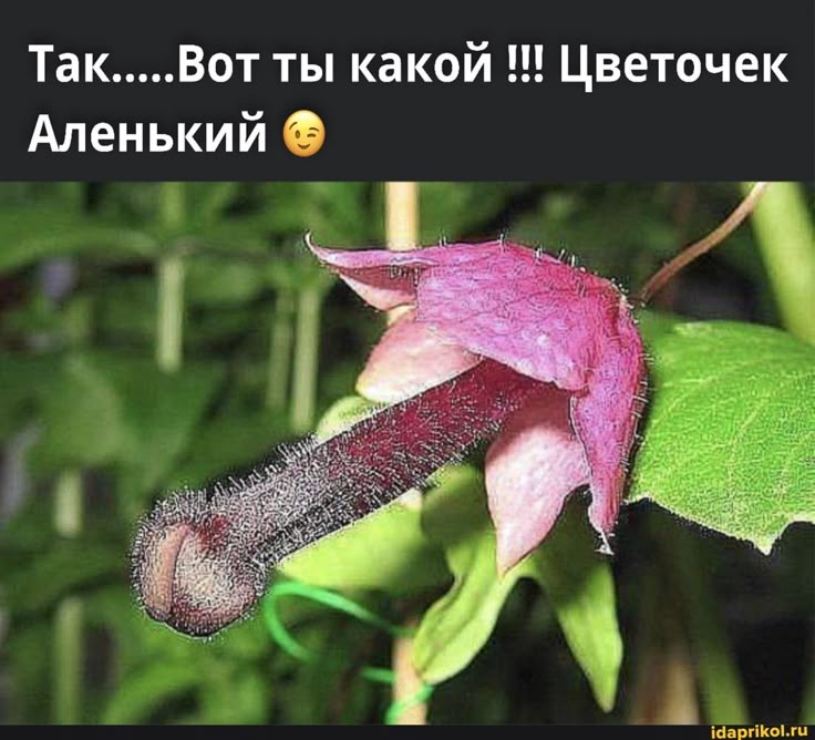 Фотографии ХОЧУ ЦВЕТОЧЕК АЛЕНЬКИЙ