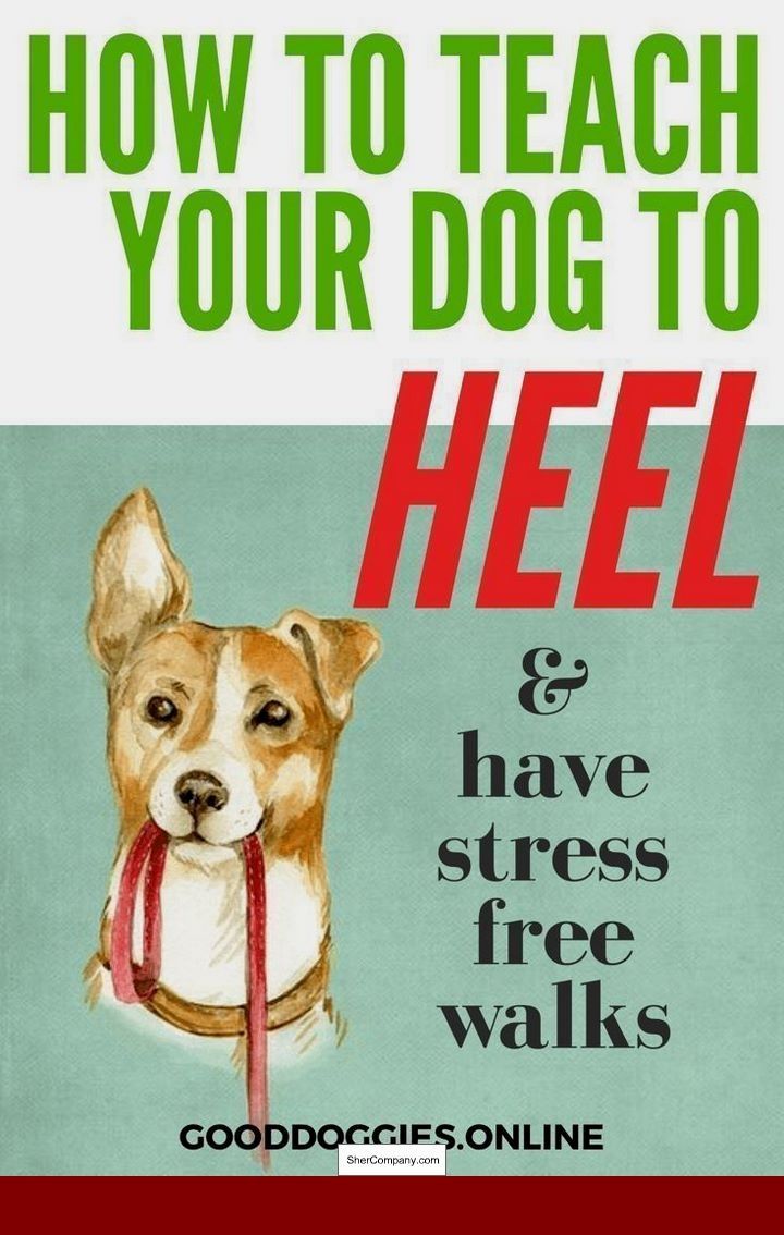 How To Train My Dog Not To Bark On Walks Doglovers