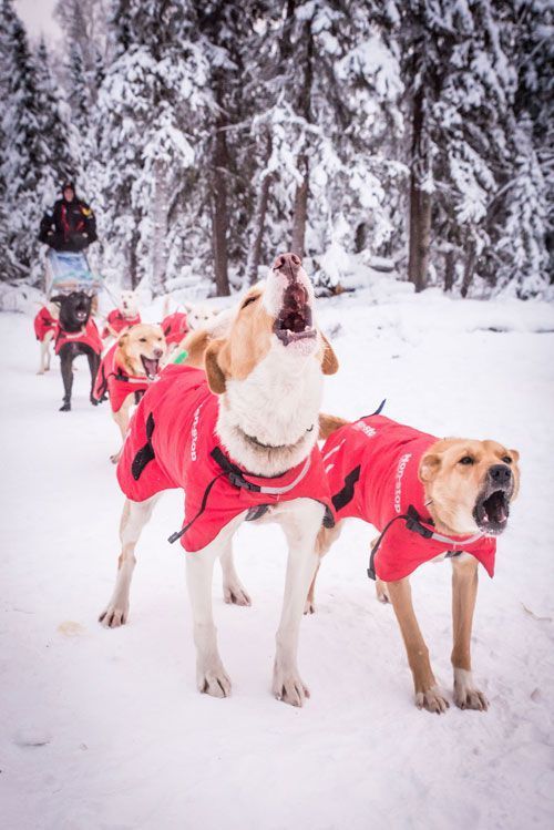 Training Sled Dogs For The Yukon Quest And Iditarod Alaskan