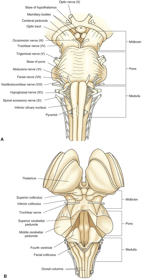 Pin on Brainstem project