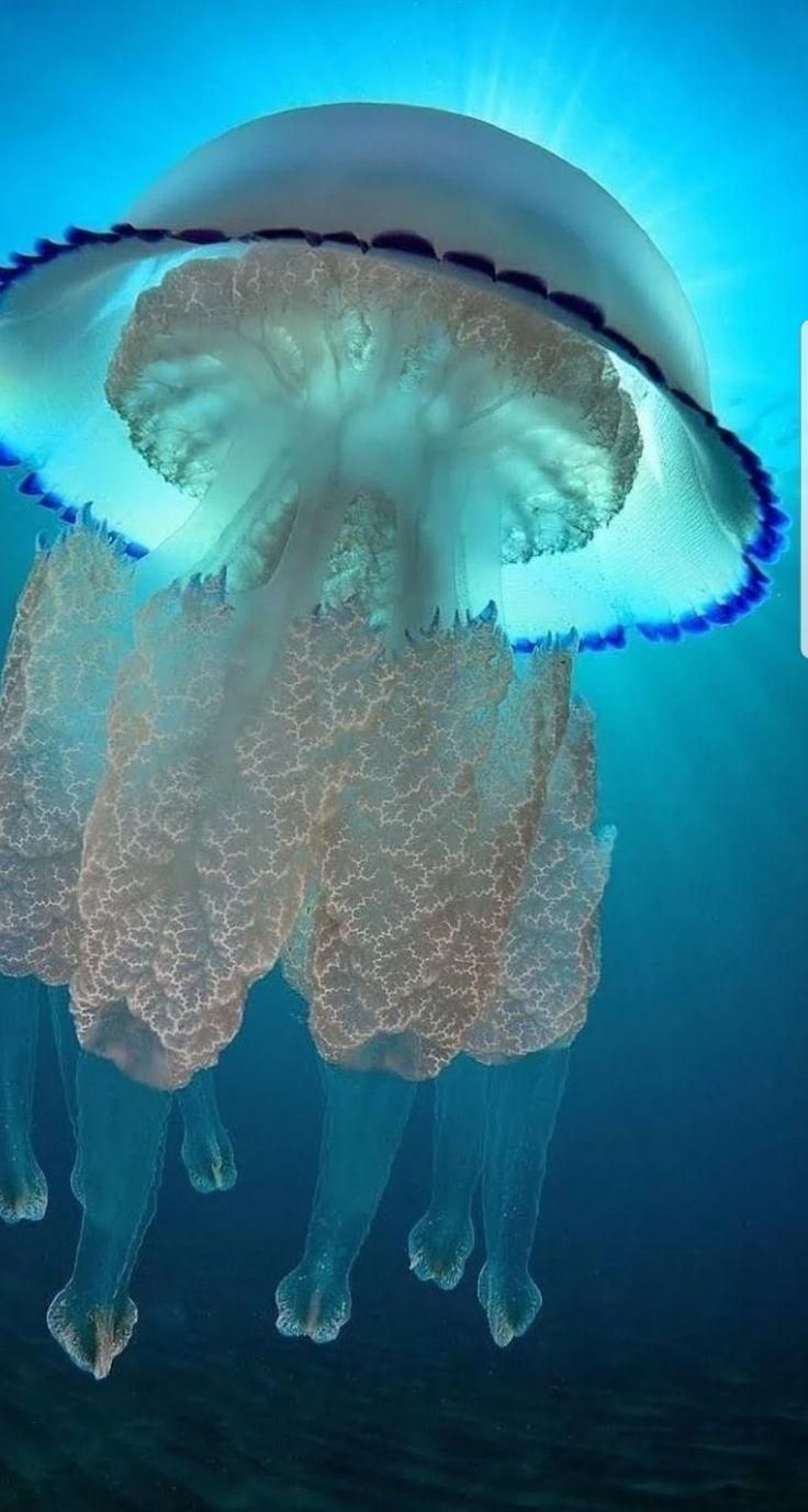 クラゲ のアイデア 60 件 クラゲ 海洋生物 海の生き物 クラゲ のアイデア 60 件 クラゲ 海洋生物 海の生き物
