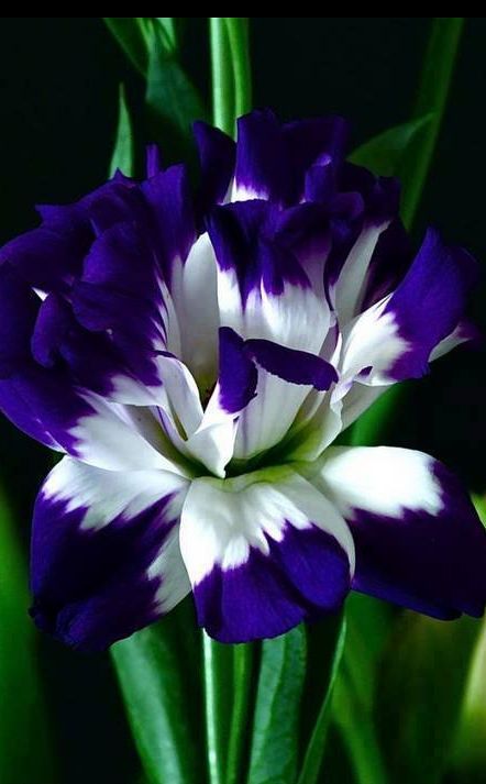 Pretty Flower best 25+ beautiful flowers ideas on pinterest | pretty flowers Pretty Flower best 25+ beautiful flowers ideas on pinterest | pretty flowers