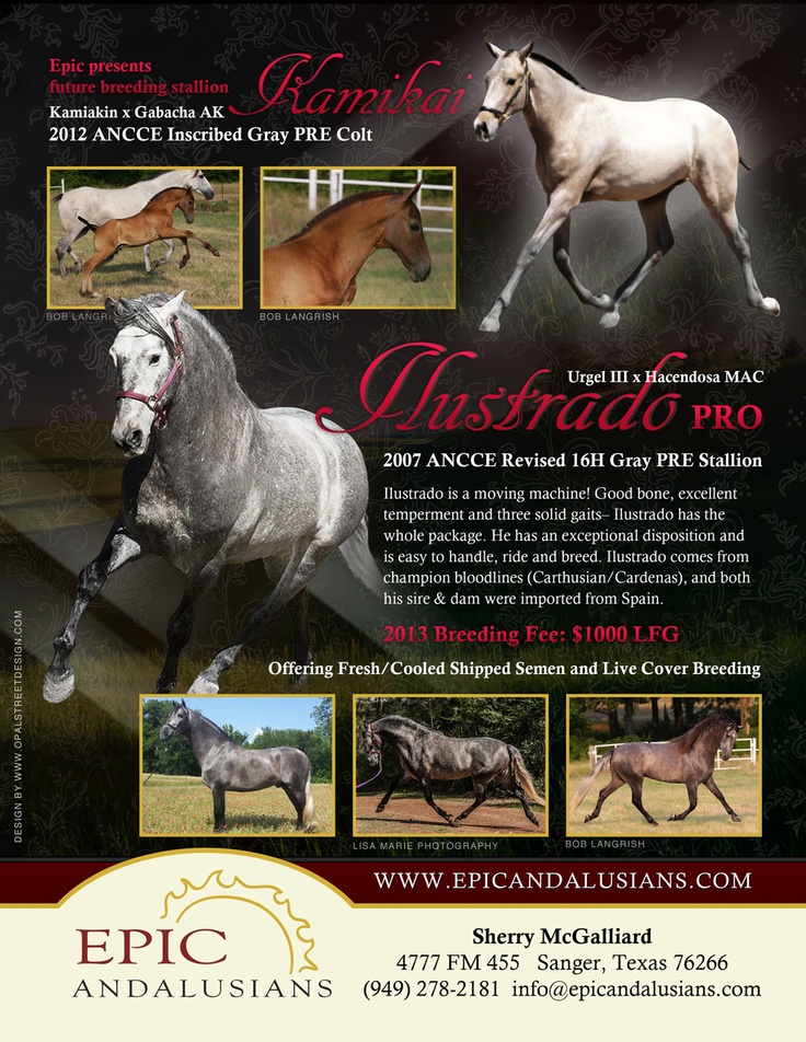 19 best equine design opal street design images on pinterest horse flyers