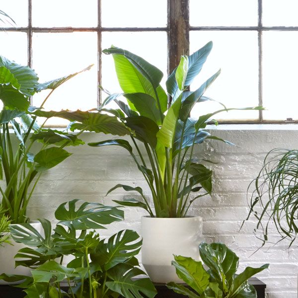 the 25+ best low light plants ideas on pinterest | indoor plants the 25+ best low light plants ideas on pinterest | indoor plants