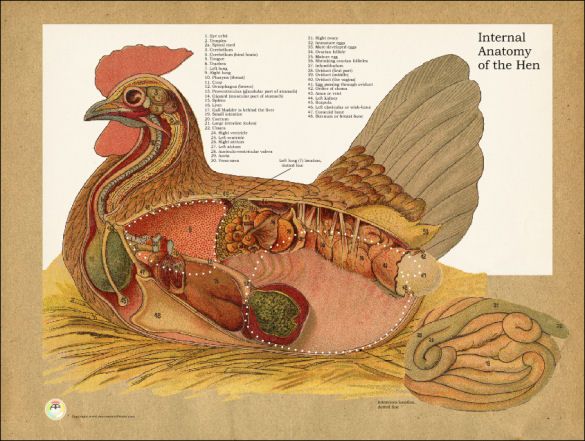 Chicken Internal Anatomy Poster | Chicken anatomy, Pet chickens