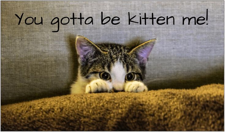100 Cat Captions for Instagram - Meow - Healthy Tips | タイムスリップ, 綺麗な目, 地理