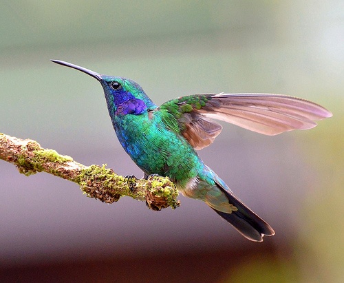 1893 best hummingbirds images on pinterest humming birds 1893 best hummingbirds images on pinterest humming birds