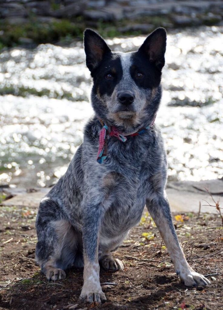 Beautiful blue heeler Australian cattle dogs, Cattle dog