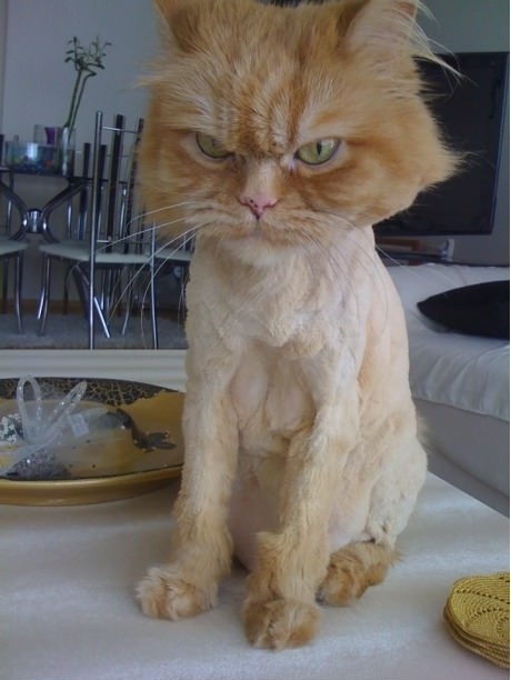 Top Porn Images - Shaved kitty cat picture kitty cat picture Shaved