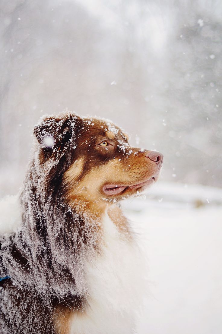 australian shepherd vs brittany 140 best dog portraits images on pinterest animals puppies and dogs australian shepherd vs brittany 140 best dog portraits images on pinterest animals puppies and dogs