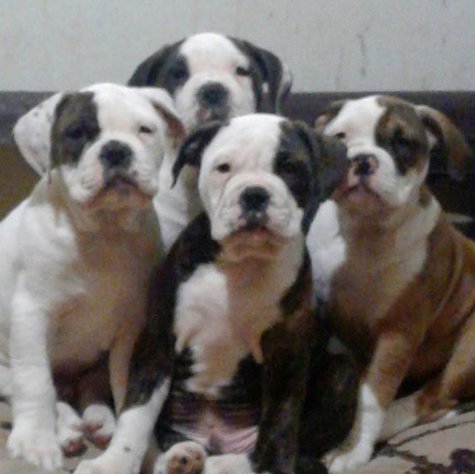 Litter Of 5 Olde English Bulldogge Puppies For Sale In Rochester