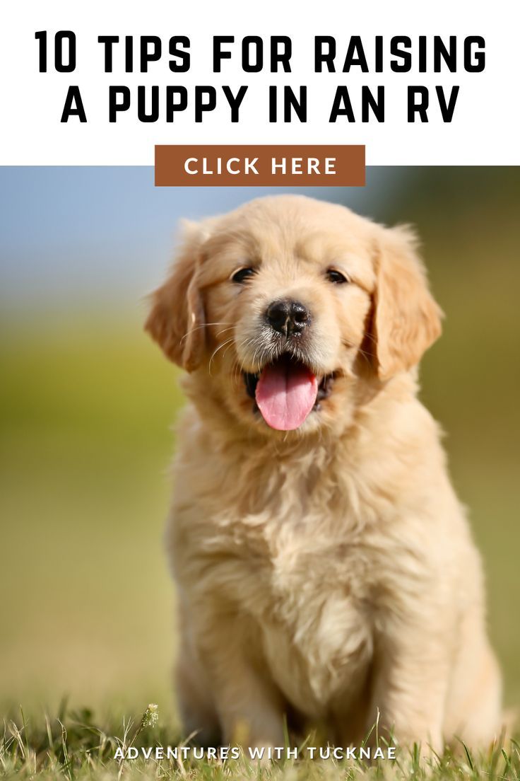 10 Tips For Raising A Puppy In An RV Puppies Rv Dog Dog Travel 10-tips-for-raising-a-puppy-in-an-rv-puppies-rv-dog-dog-travel