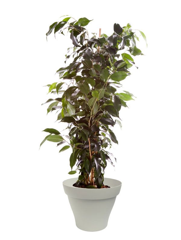 89 best Plantes d\'intérieur avec pots blancs images on Pinterest ... 89 best Plantes d\'intérieur avec pots blancs images on Pinterest ...