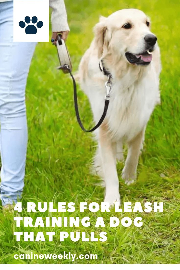 How To Leash Train A Puppy And Stop That Pulling Dog Training