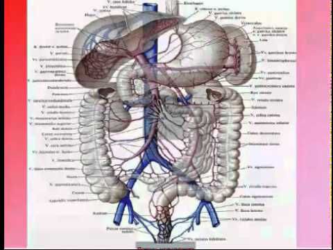 YouTube | Medical anatomy; Human anatomy and physiology; Anatomy and