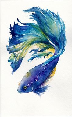 does anyone want a fight(ing fish)? does anyone want a fight(ing fish)?