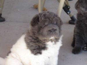 shar pei x pug puppies for sale 108 best beautiful coat sharpei images on coat shar pei markers shar pei x pug puppies for sale 108 best beautiful coat sharpei images on coat shar pei markers