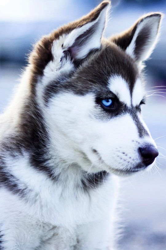 are huskies dogs die besten 25 husky ideen auf jugendliche wolfsjungen baby huskys und pets are huskies dogs die besten 25 husky ideen auf jugendliche wolfsjungen baby huskys und pets