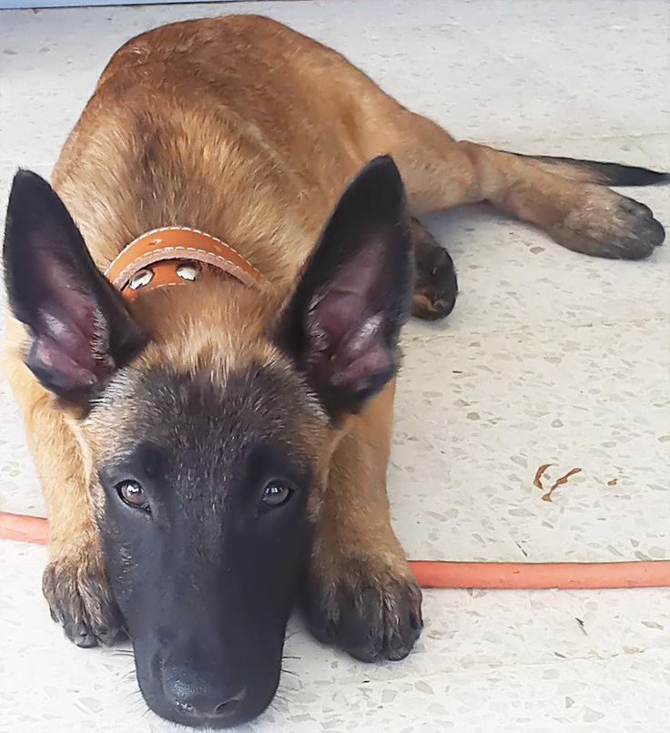 belgian shepherd world championship 122 best belgian malinois images on pinterest german shepherds belgian shepherd world championship 122 best belgian malinois images on pinterest german shepherds