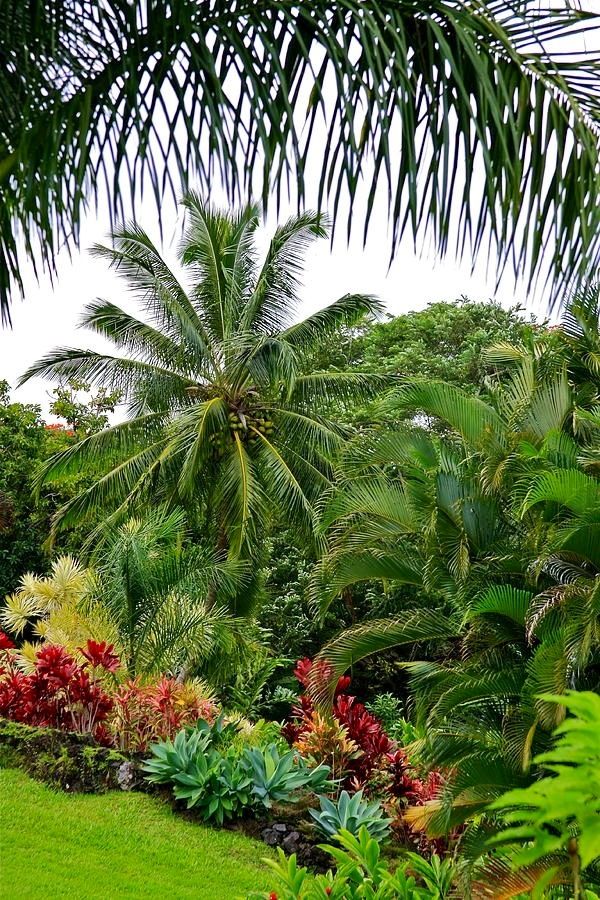 Garden Design Tropical best 25+ tropical landscaping ideas only on pinterest | tropical Garden Design Tropical best 25+ tropical landscaping ideas only on pinterest | tropical