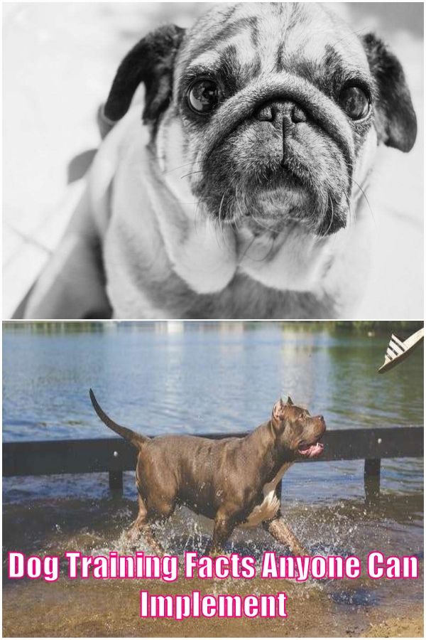 Valuable Help And Advice On Dog Bonding And Training In 2020